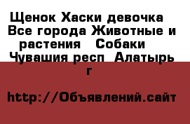 Щенок Хаски девочка - Все города Животные и растения » Собаки   . Чувашия респ.,Алатырь г.